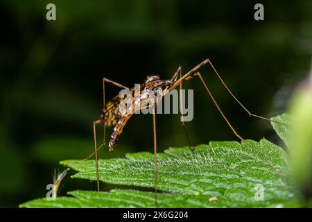 Eine Kranfliege Tipula maxima, die im Frühsommer auf einem Brennnesselblatt ruht. Stockfoto