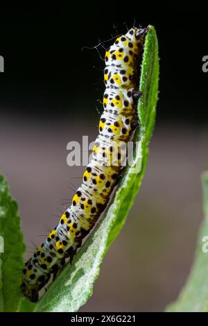 Kerzenraupen Cucullia verbasci, die sich von Gartenblumenblättern ernähren. Stockfoto