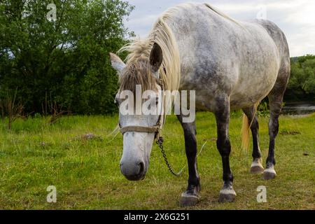 Ein wunderschönes weißes graues Pferd bleibt ruhig und grast auf grünem Gras oder auf einer Weide, mit den Ohren nach oben und dem Kopf nach unten. Ländlicher Hintergrund. Stockfoto