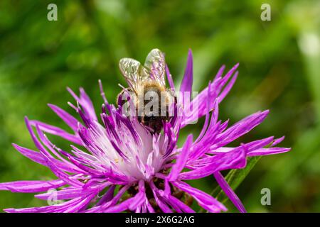 Eine fliegende Honigbiene sammelt Pollen auf einer Blume. Stockfoto