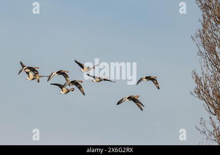 Graugänse im Flug Stockfoto