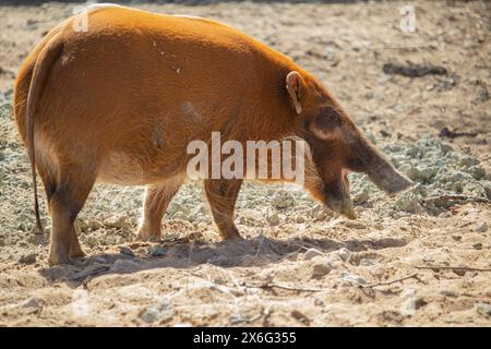 Red River Hog (Potamochoerus Porcus), auch bekannt als die Bush-Schwein. Stockfoto