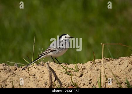 Niedlicher Vogel, weißer Bachschwanz, Motacilla alba stehend Stockfoto