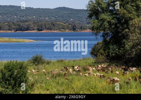 Stausee Retortillo, Naturpark Sierra de Hornachuelos, Provinz Córdoba, Andalusien, Spanien Stockfoto