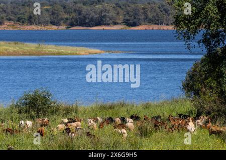 Stausee Retortillo, Naturpark Sierra de Hornachuelos, Provinz Córdoba, Andalusien, Spanien Stockfoto