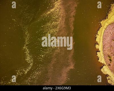 Pollen im Wasser, Stausee Retortillo, Naturpark Sierra de Hornachuelos, Provinz Córdoba, Andalusien, Spanien Stockfoto