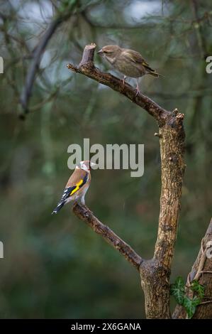 Ein Goldfink und ein Grünfink auf Zweigen bei Dean Masons „Windows on Wildlife“ in der Nähe von Ferndown, Dorset, England, Großbritannien Stockfoto