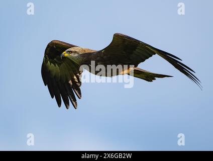 Sieversdorf, Deutschland. April 2024. Ein roter Drachen (Milvus milvus). Quelle: Patrick Pleul/dpa/Alamy Live News Stockfoto