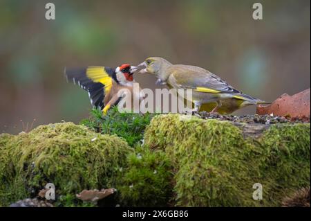 Ein Goldfink kämpft gegen einen grünen finken bei Dean Masons „Windows on Wildlife“ in der Nähe von Ferndown, Dorset, England, Großbritannien Stockfoto