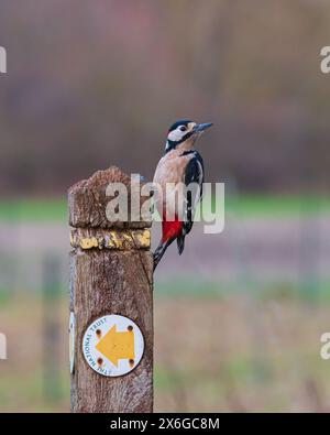 Ein toller Fleckenspecht an der Seite eines hölzernen Wegweisers bei Dean Masons „Windows on Wildlife“ in der Nähe von Ferndown, Dorset, England, Großbritannien Stockfoto