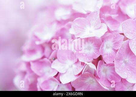 Zarte natürliche florale Hintergrund in hellen rosa Pastellfarben. Hortensien blüht in der Natur Nahaufnahme mit weichem Fokus. Stockfoto