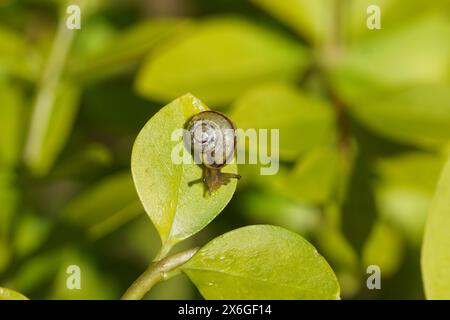 Nahaufnahme unreife Schnecke wahrscheinlich Grove Schnecke, braunlippige Schnecke (Cepaea nemoralis) auf einem Blatt von privet Ligustrum ovalifolium. Holländischer Garten. Feder, Stockfoto