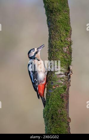 Ein großer Fleckenspecht an der Seite eines Baumes bei Dean Masons „Windows on Wildlife“ in der Nähe von Ferndown, Dorset, England, Großbritannien Stockfoto