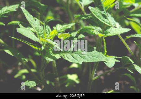 Junge Setzlinge von Tomaten auf der Fensterbank. Ökologischer Hausanbau von Tomatensämlingen im Winter und Frühfrühling. Wiederverwendung von Einweg-Kunststoff Stockfoto