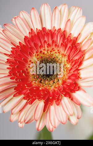 Gelb – Rosa Gerberas auf hellgrauem Hintergrund Nahaufnahme Stockfoto
