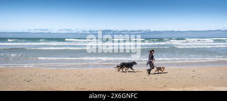 Ein Panoramabild einer Frau, die mit ihren Hunden entlang der Küste am Fistral Beach in Newquay in Cornwall in Großbritannien läuft. Stockfoto