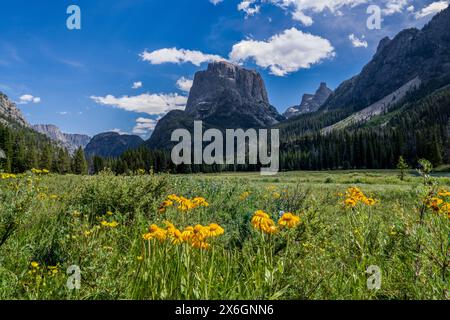 Eulenkrallen blühen in einem Valley und Squaretop Mountain im Hintergrund, Wind River Range, Bridger Wilderness, Wyoming Stockfoto