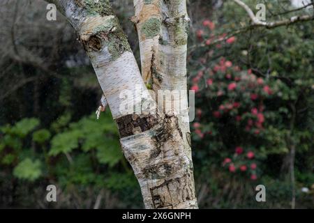 Die markante Rinde am Stamm eines Silver Birch Betula pendelförmigen Baumes in einem Garten in England im Vereinigten Königreich. Stockfoto