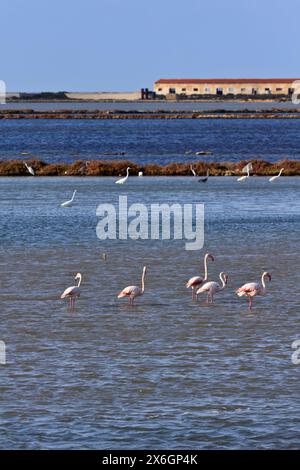 Italien, Sizilien, Marsala (Trapani), Salz, Wohnungen, rote Flamingos (Phoeniconais Ruber Ruber) und Reiher Stockfoto