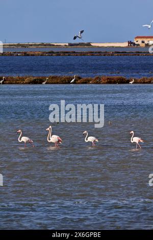 Italien, Sizilien, Marsala (Trapani), Salz, Wohnungen, rote Flamingos (Phoeniconais Ruber Ruber) und Reiher Stockfoto