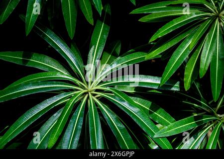 Euphorbia millifera Kanarienvogel, der in einem Garten im Vereinigten Königreich wächst. Stockfoto