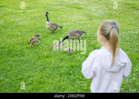 Kinder beobachten mit Interesse Goslings Canada Gans, Brant canadian auf grüner Wiese mit Eltern, fürsorgliche Natur und fürsorgliche Tiere Stockfoto