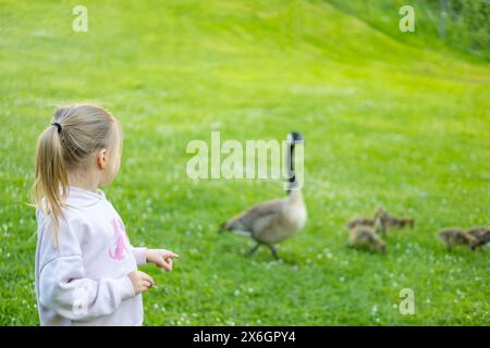Kinder beobachten mit Interesse Goslings Canada Gans, Brant canadian auf grüner Wiese mit Eltern, fürsorgliche Natur und fürsorgliche Tiere Stockfoto