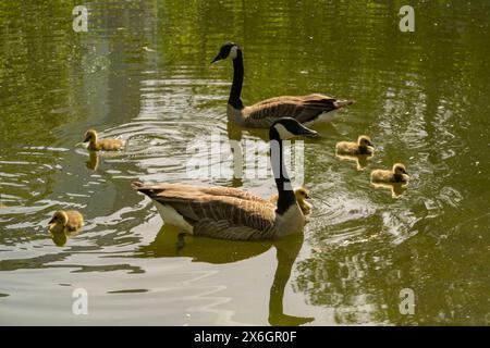 Gänse mit Gänsen, die auf dem See schwimmen, Brant canadian auf grüner Wiese mit Eltern im Waldgebiet, Familienwasservögel in natürlicher Umgebung, Stockfoto