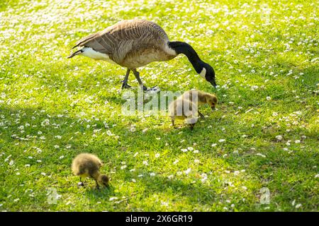 Gosings Canada Gans, Brant canadian auf grüner Wiese mit Eltern im Waldgebiet, Familie umringte Wasservögel in natürlichem Lebensraum, Vogelwanderung im Gegenzug Stockfoto