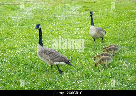 Gosings Canada Gans, Brant canadian auf grüner Wiese mit Eltern im Waldgebiet, Familie umringte Wasservögel in natürlichem Lebensraum, Vogelwanderung im Gegenzug Stockfoto