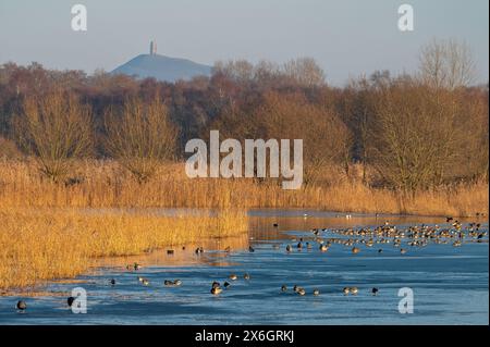 Blick über die teilweise gefrorenen Seen, Blick in Richtung Glastonbury Tor vom Avalon Hide at Ham Wall Nature Reserve, Ashcott, Somerset, England, Großbritannien Stockfoto