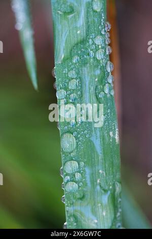 Wassertropfen auf einem Grashalm. Nahaufnahme Stockfoto