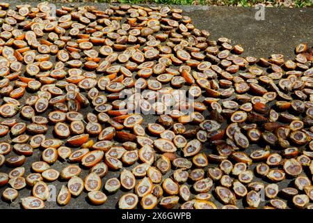 Vollformataufnahme reifer Betelnüsse oder Areca-Nüsse, in Scheiben geschnitten in der Sonne trocknen Stockfoto