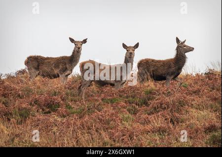 Drei Rotwild stehen an einem bewölkten Wintertag auf dem Weacombe Hill, einem Teil der Quantock Hills in Somerset, England. Stockfoto