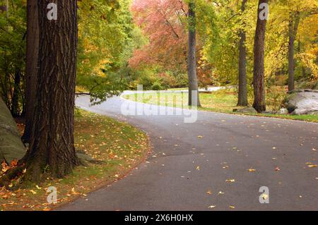 Ein kurviger gepflasterter Pfad führt zwischen den Bäumen, die von Herbstlaub umgeben sind, in einem friedlichen Park Stockfoto