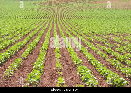 Anbau Feld. Cuenca Provinz, Castilla La Mancha, Spanien. Stockfoto