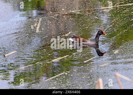 Gemeine Moorhne oder Gallinule (Gallinula galeata) schwimmen in einem Teich im Pinckney Island National Wildlife Refuge, zwischen Bluffton und Hilton Head Islan Stockfoto