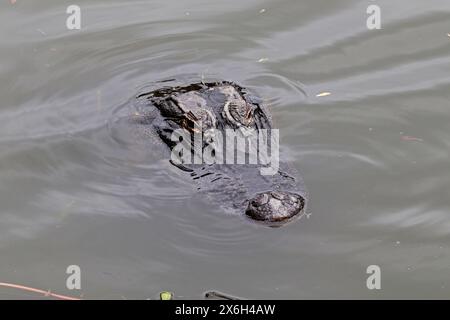 Leiter eines amerikanischen Alligators (Alligator mississippiensis) schwimmt in einem Teich im Jarvis Creek Park auf Hilton Head Island, South Carolina Stockfoto