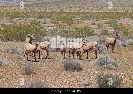 Schafe von Wüstendickhornschafen (Ovis canadensis nelsoni) weiden auf dem Sagebroch im Valley of Fire State Park in der Nähe von Overton, Nevada Stockfoto