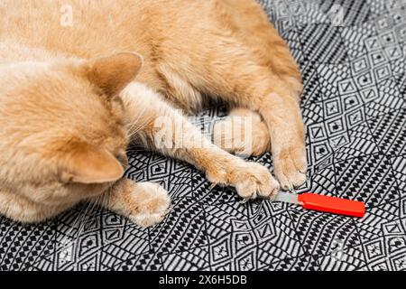 Die Katze schnappt sich eine Nagelfeile mit ihrer Pfote. Die Katze schärft seine Nägel. Die Katze schärft ihre Klauen. Stockfoto