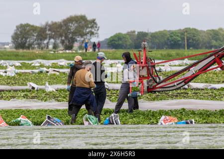 Holmswood, UK wetter; 15. Mai 2024 Wanderarbeiter aus der EU ernten Salat, der unter landwirtschaftlichem Vlies auf warmer Sonne in der als „Salad Bowl“ bekannten Gegend von West Lancashire gereift wurde. Die Farmen in Tarleton sind von einem Mangel an Wanderarbeitern betroffen, auf den Großbritannien angewiesen ist, um Gemüse- und Salatpflanzen einzubringen. Dieser Mangel bedeutet, dass die landwirtschaftlichen Betriebe nun Arbeitskräfte zusammenfassen und sie je nach Bedarf von einem landwirtschaftlichen Betrieb zum anderen transportieren. Das Vereinigte Königreich benötigt etwa 80.000 Saisonarbeiter, um die Gemüseernte zu pflücken, und praktisch alle kommen aus Osteuropa. Credit; MediaWorldImage/AlamyLiveNews. Stockfoto