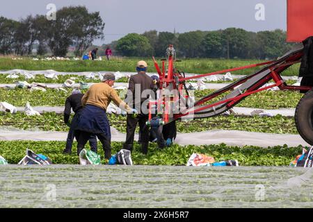 Holmswood, UK wetter; 15. Mai 2024 Wanderarbeiter aus der EU ernten Salat, der unter landwirtschaftlichem Vlies auf warmer Sonne in der als „Salad Bowl“ bekannten Gegend von West Lancashire gereift wurde. Die Farmen in Tarleton sind von einem Mangel an Wanderarbeitern betroffen, auf den Großbritannien angewiesen ist, um Gemüse- und Salatpflanzen einzubringen. Dieser Mangel bedeutet, dass die landwirtschaftlichen Betriebe nun Arbeitskräfte zusammenfassen und sie je nach Bedarf von einem landwirtschaftlichen Betrieb zum anderen transportieren. Das Vereinigte Königreich benötigt etwa 80.000 Saisonarbeiter, um die Gemüseernte zu pflücken, und praktisch alle kommen aus Osteuropa. Credit; MediaWorldImage/AlamyLiveNews. Stockfoto