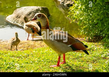 Goschings ägyptische Gänse, Alopochen aegyptiaca auf grüner Wiese mit Eltern im Waldgebiet, Familie umringte Wasservögel in natürlichem Lebensraum, Vogelmigration Stockfoto