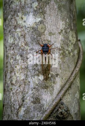 Im ruhigen Untergang einer sonnendurchfluteten Wiese begibt sich eine Zikada auf einen langsamen und bewussten Aufstieg auf die raue Rinde eines großen Baumes. Stockfoto