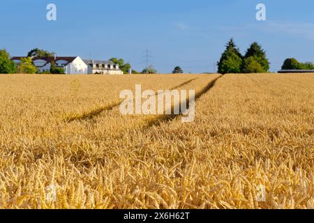 goldene reife Ohren Weizen, Sommerfeld, Dorfhäuser in der Ferne, reiches Erntebrot, Getreideimport, Export, Börse, Getreidehandel, Stromnatur Stockfoto