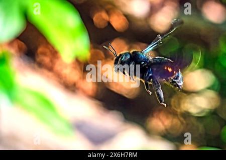 Blauschwarze Holzbiene Xylocopa violacea. Blauschwarze Holzbiene Xylocopa violacea. 20240514MIC0119 *** blau-schwarze Holzbiene Xylocopa violacea Blau-schwarze Holzbiene Xylocopa violacea 20240514MIC0119 Stockfoto