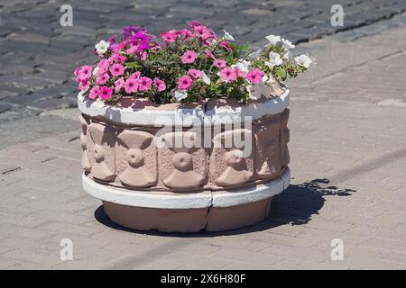 Betontopf blühende Petunien auf Fußgängerpflaster mit Steinziegeln. Violette und weiße Petunienblüten im Retro-Topf Stockfoto