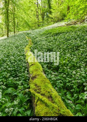 Ein Teppich aus Ramson oder wildem Knoblauch (Allium ursinum) in Blüte auf einem Waldboden in der Mendip Hills National Landscape, Somerset, England. Stockfoto