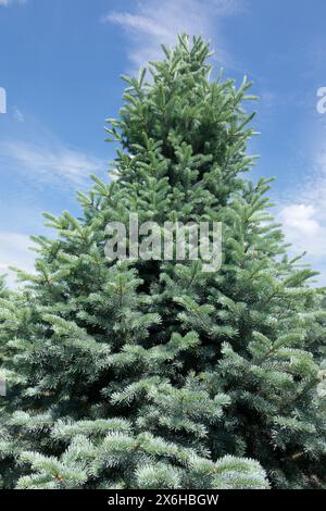 Rocky Mountain Tanne Abies lasiocarpa „Wolbeck“ Baum Alpine White Balsam subalpine Tanne konisch geformt Stockfoto