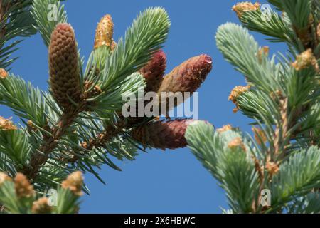 Picea pungens „Hoopsii“ Nahaufnahme Kegel weibliche Kegel Nadelholz Laub, Nadeln, Pinaceae, Silberfichtenzweige Stockfoto